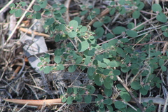 Euphorbia chamaesyce
