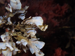 Dictyopteris undulata