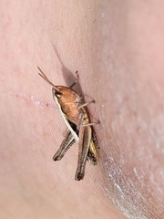 Pseudochorthippus curtipennis