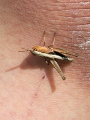 Pseudochorthippus curtipennis