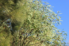 Acacia concurrens