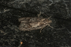 Acantholena siccella
