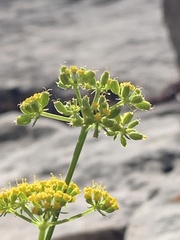 Cymopterus beckii