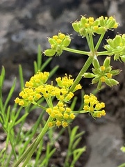 Cymopterus beckii