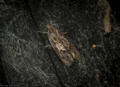 Acantholena siccella