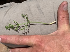 Cymopterus beckii