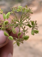 Cymopterus beckii