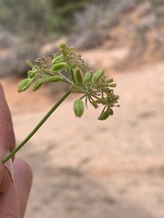Cymopterus beckii