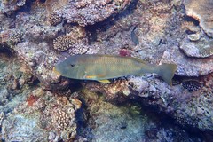 Lethrinus xanthochilus