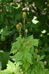 Eriocapitella vitifolia