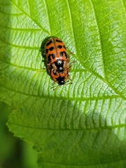 Chrysomela mainensis