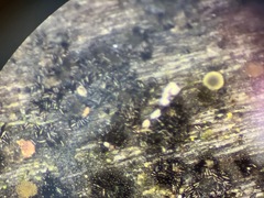 Berkleasmium concinnum