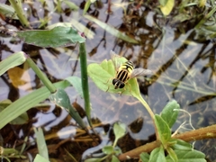 Helophilus latifrons