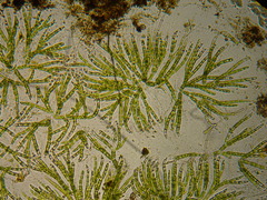 Chaetophoraceae