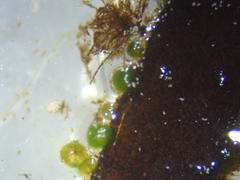 Chaetophoraceae