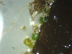 Chaetophoraceae