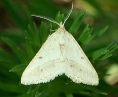 Isturgia arenacearia