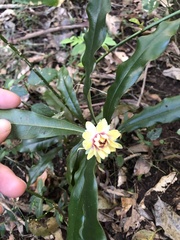 Eupomatia bennettii