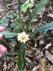Eupomatia bennettii