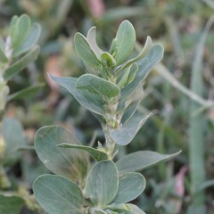 Polygonum achoreum