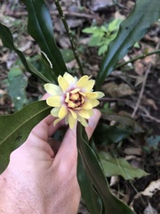 Eupomatia bennettii