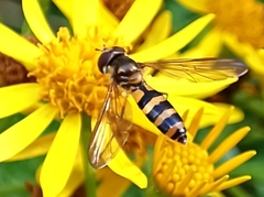 Meliscaeva cinctella