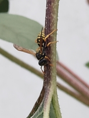 Polistes dominula