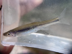 Notropis percobromus