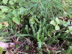 Lycopodium lagopus