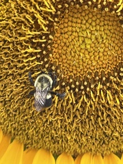 Bombus impatiens
