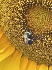 Bombus impatiens