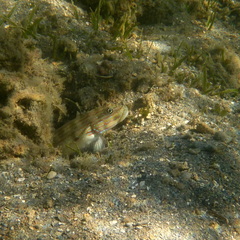 Valenciennea longipinnis