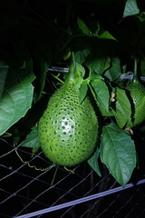 Momordica cochinchinensis