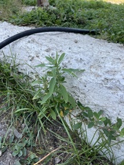 Axyris amaranthoides