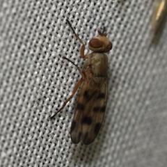 Melieria ochricornis