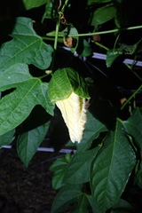 Momordica cochinchinensis