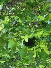 Tilia cordata