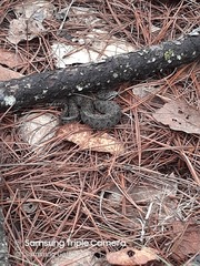 Crotalus intermedius