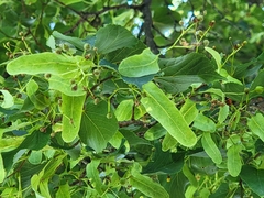Tilia cordata
