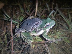 Iberian Tree Frog photo 4