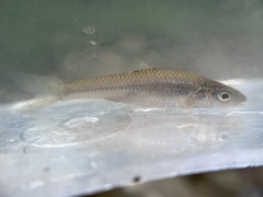 Notropis dorsalis