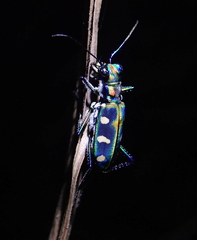 Cosmodela batesi