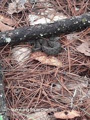 Crotalus intermedius