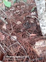 Crotalus intermedius