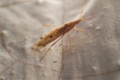 Berytinus striola