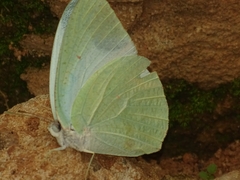 Catopsilia florella