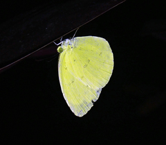 Eurema blanda arsakia