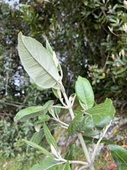 Ageratina asclepiadea