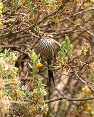 Leptasthenura andicola