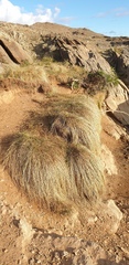 Cyperus gymnocaulos